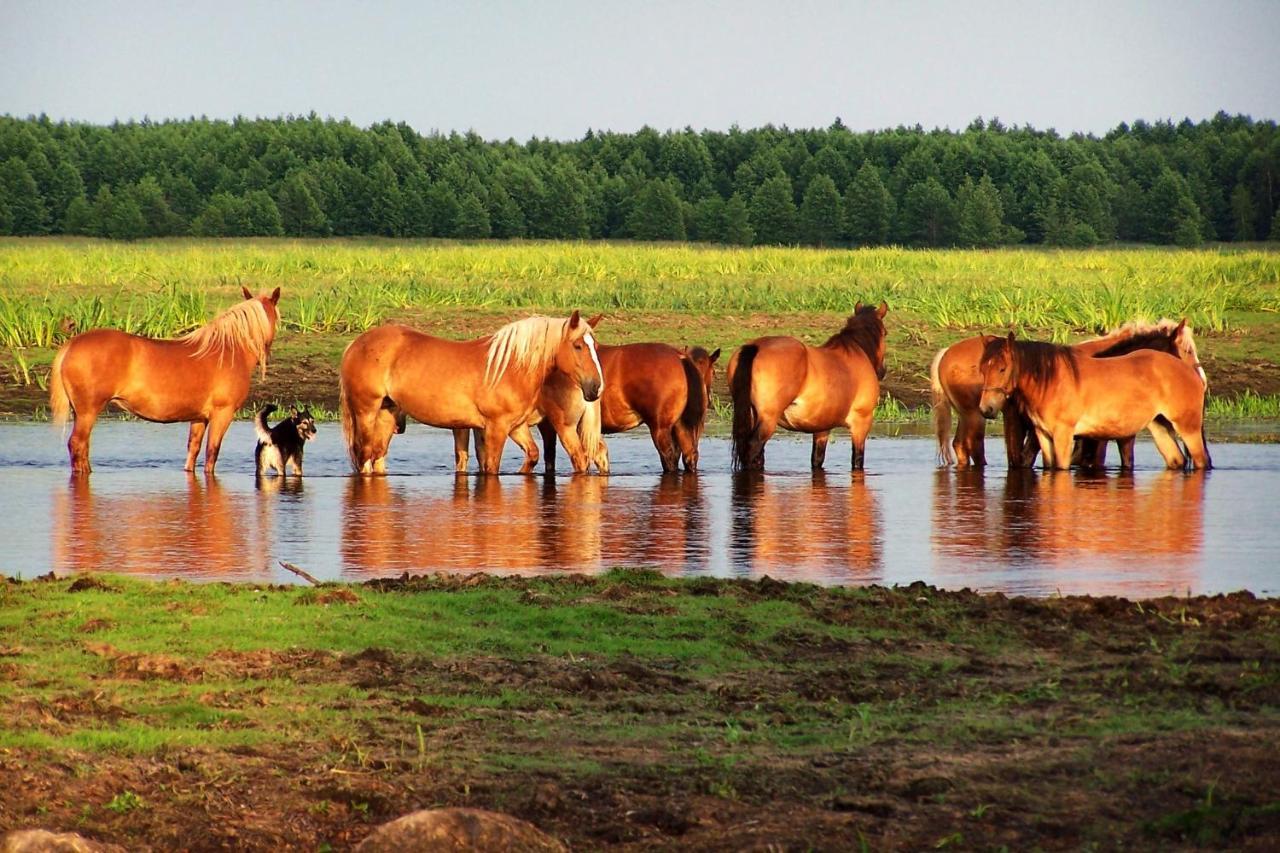 Biebrza24 - Agroturystyka Hotel Sztabin Bagian luar foto